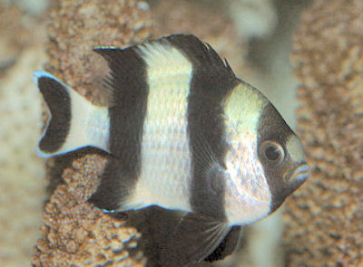 DASCYLLUS MELANURUS